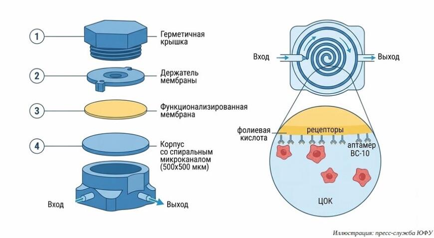 3D-печатный микрожидкостный чип поможет оценивать риски образования метастаз