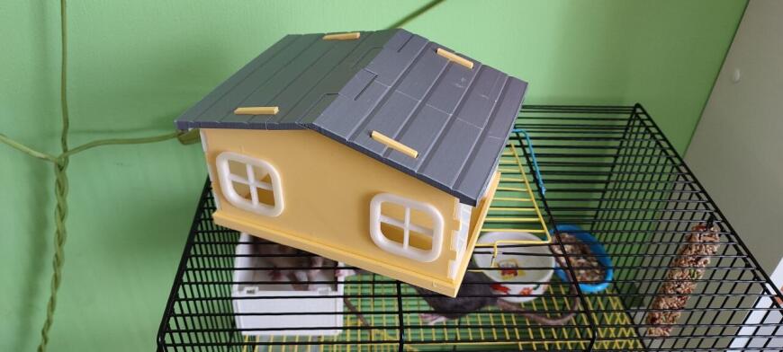 Домик для домашних грызунов: хомяков или крыс