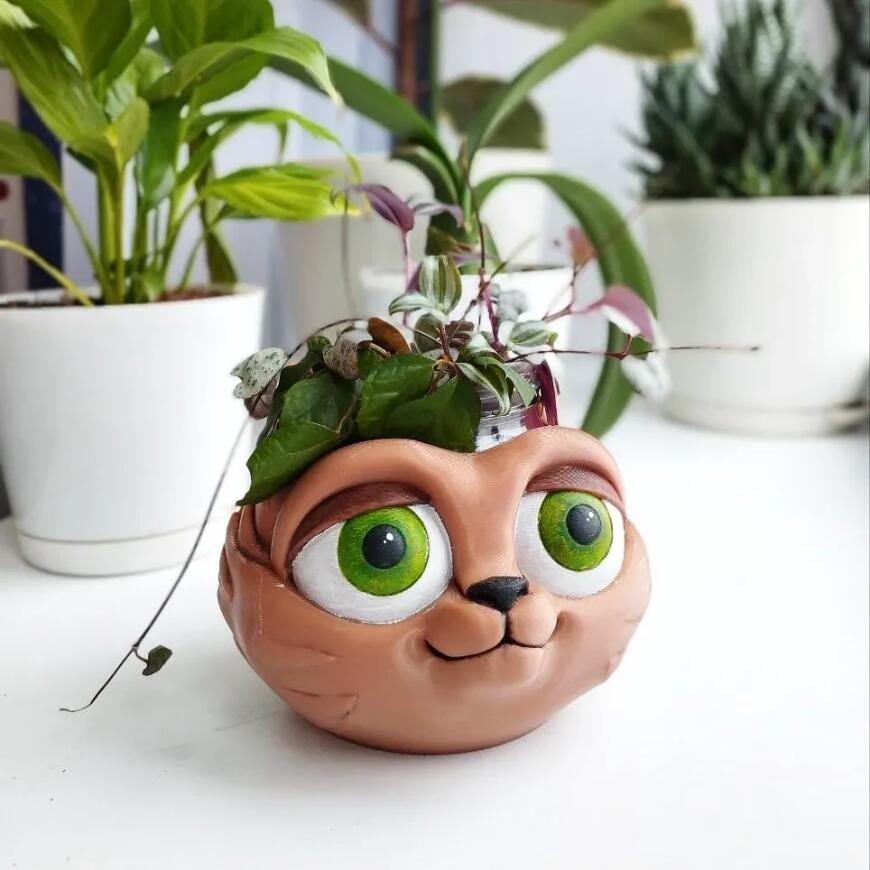 Кошкогоршок Кошкогоршок