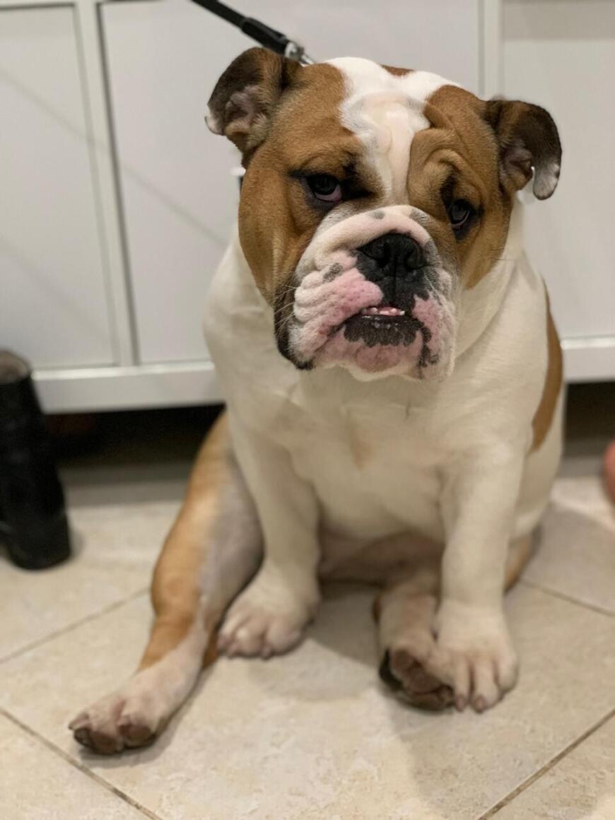 Чиним переноску для бульдога. Чиним переноску для бульдога.