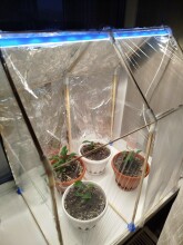 Мини-парник из шпажек