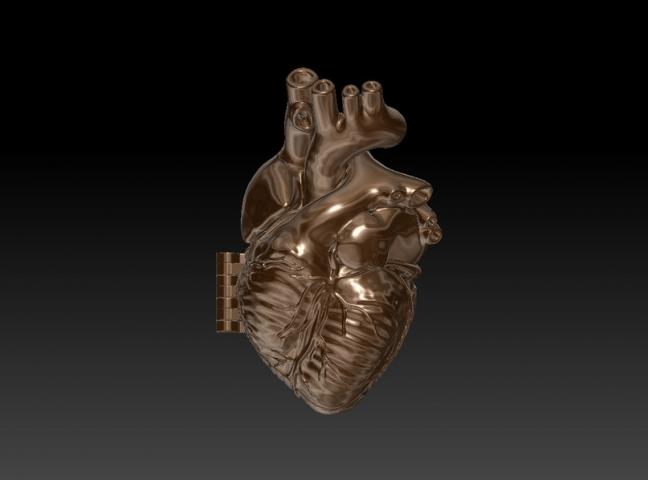Сердце анатомическое украшение