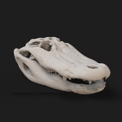 Alligator Skull head