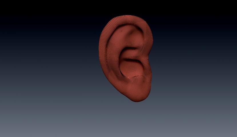 Человеческое ухо