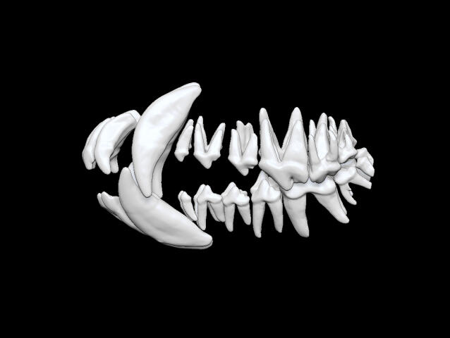 Зубы собаки. Ветеринарная анатомия.