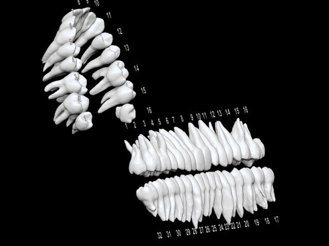 Зубы человека. Стоматология. Анатомия человека