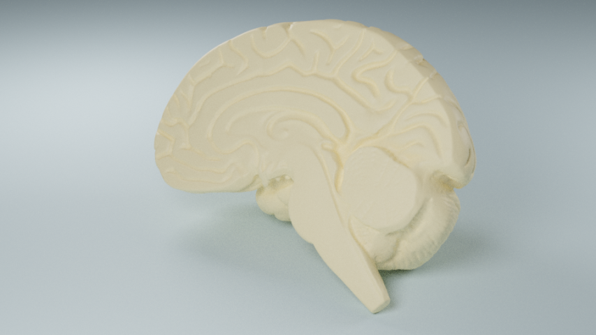 Модель макета половины головного мозга человека
