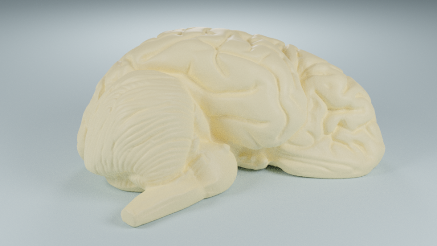 Модель макета половины головного мозга человека