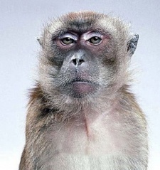 Пользователь alligator77