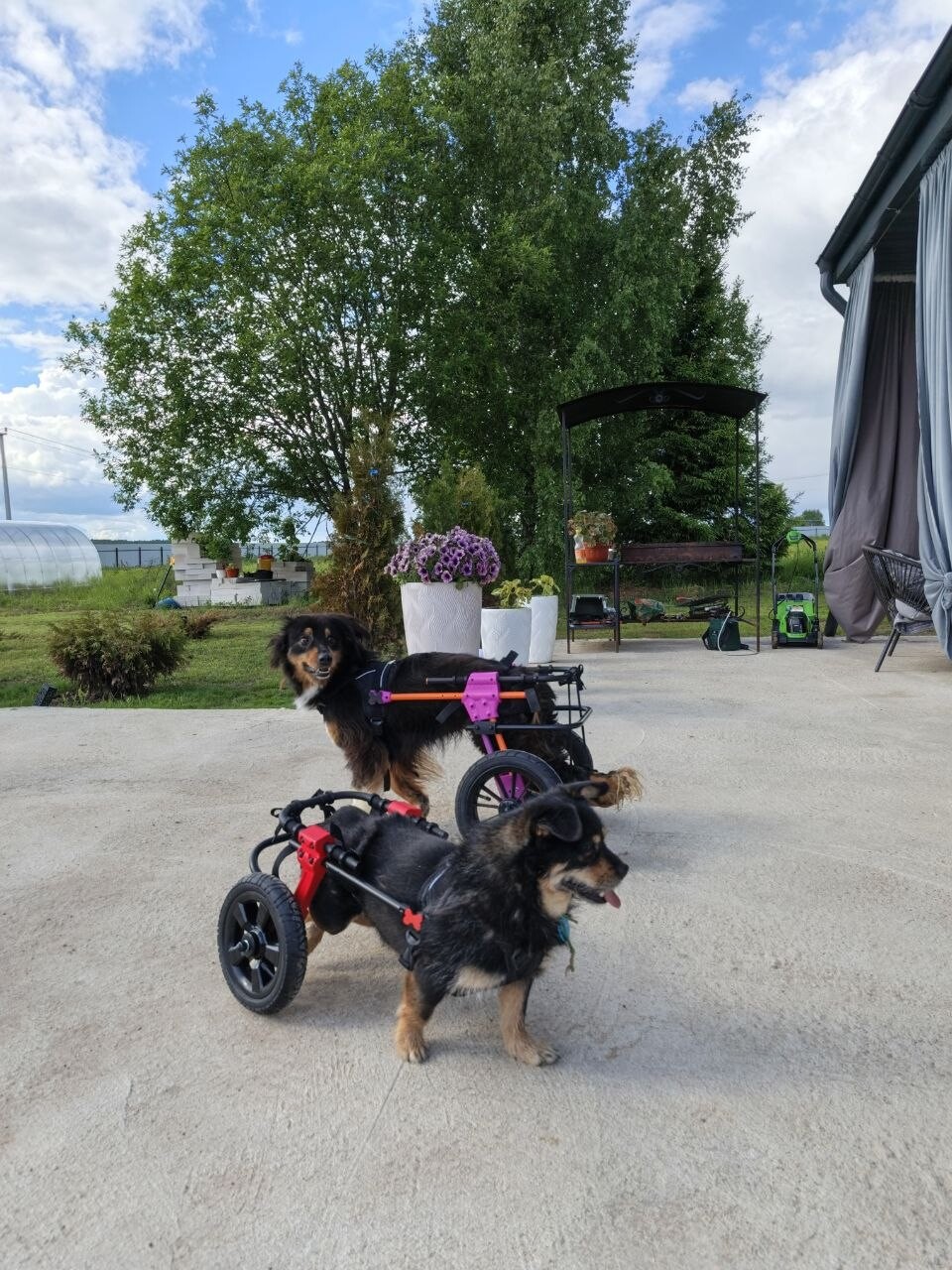🐕 Ищем инженера-конструктора, который вернёт собакам свободу движения