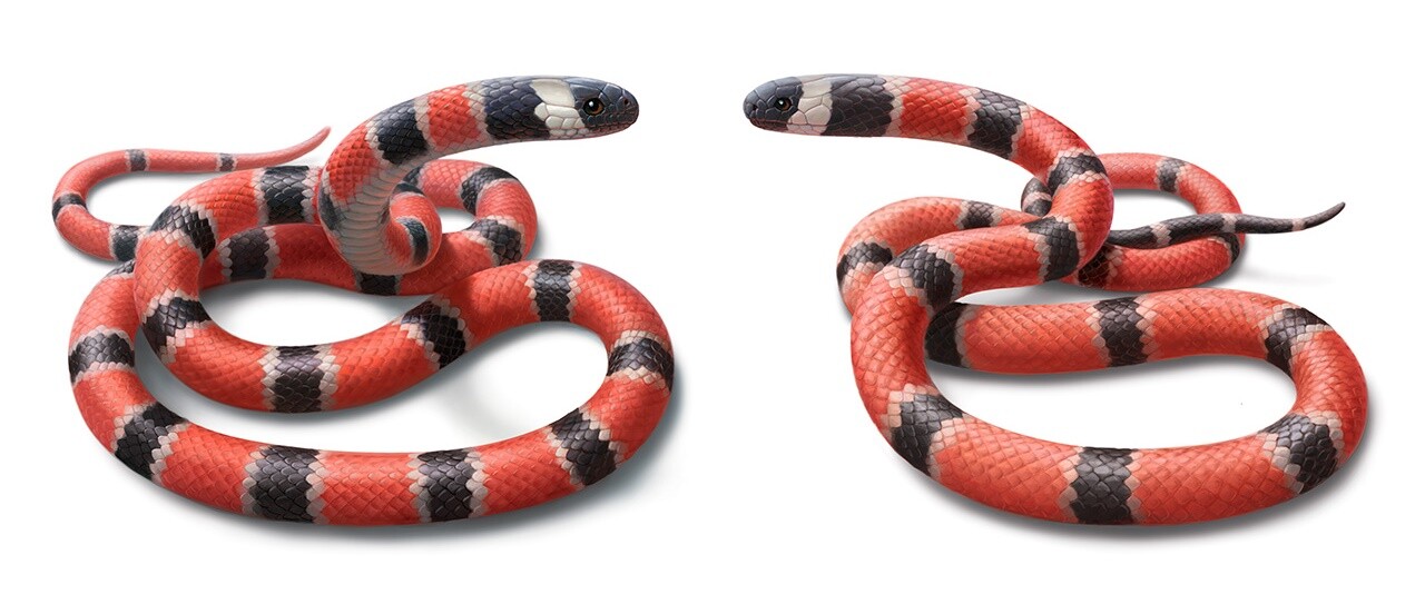 Модель змеи