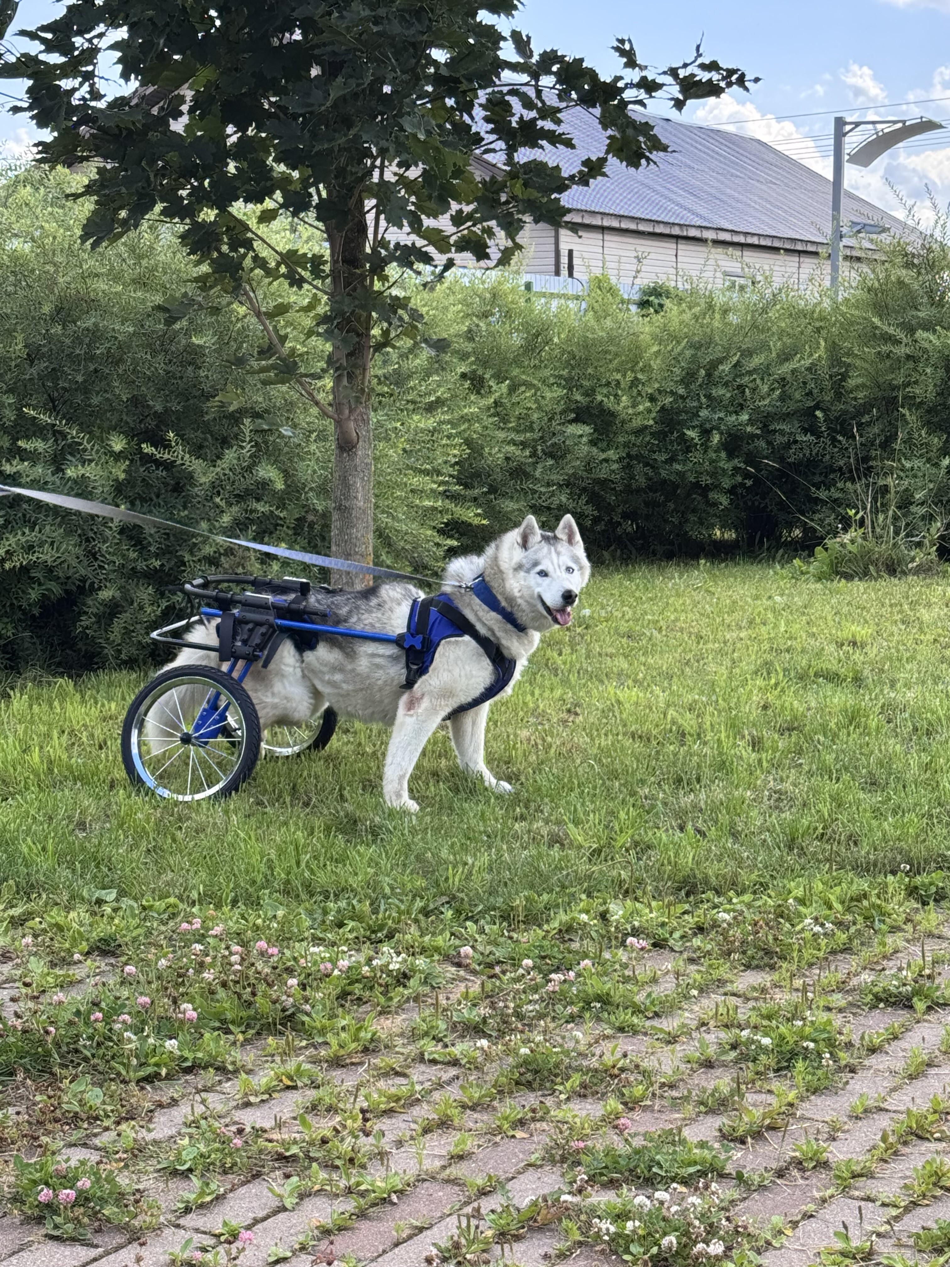 🐕 Ищем инженера-конструктора, который вернёт собакам свободу движения