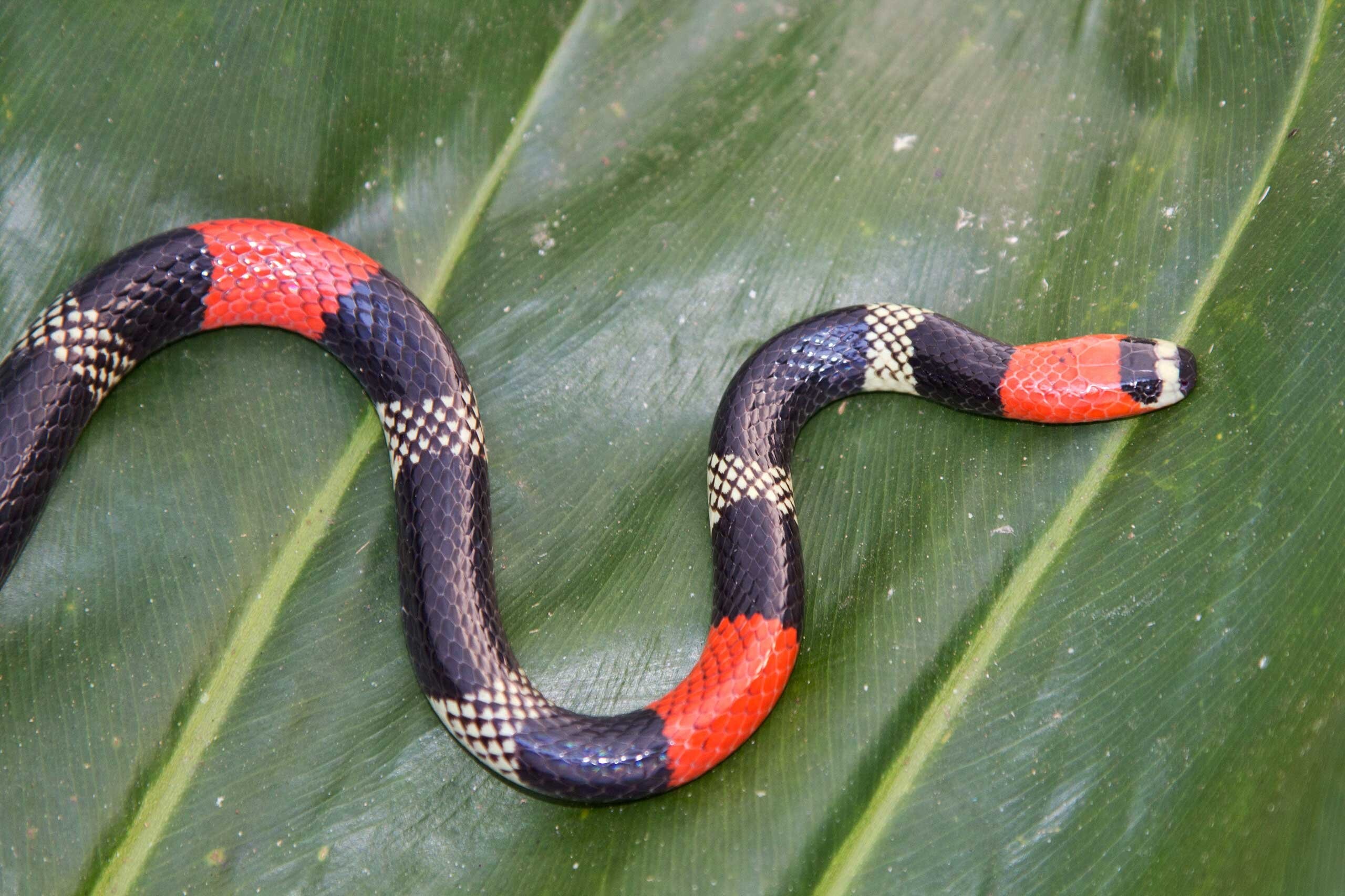 Модель змеи