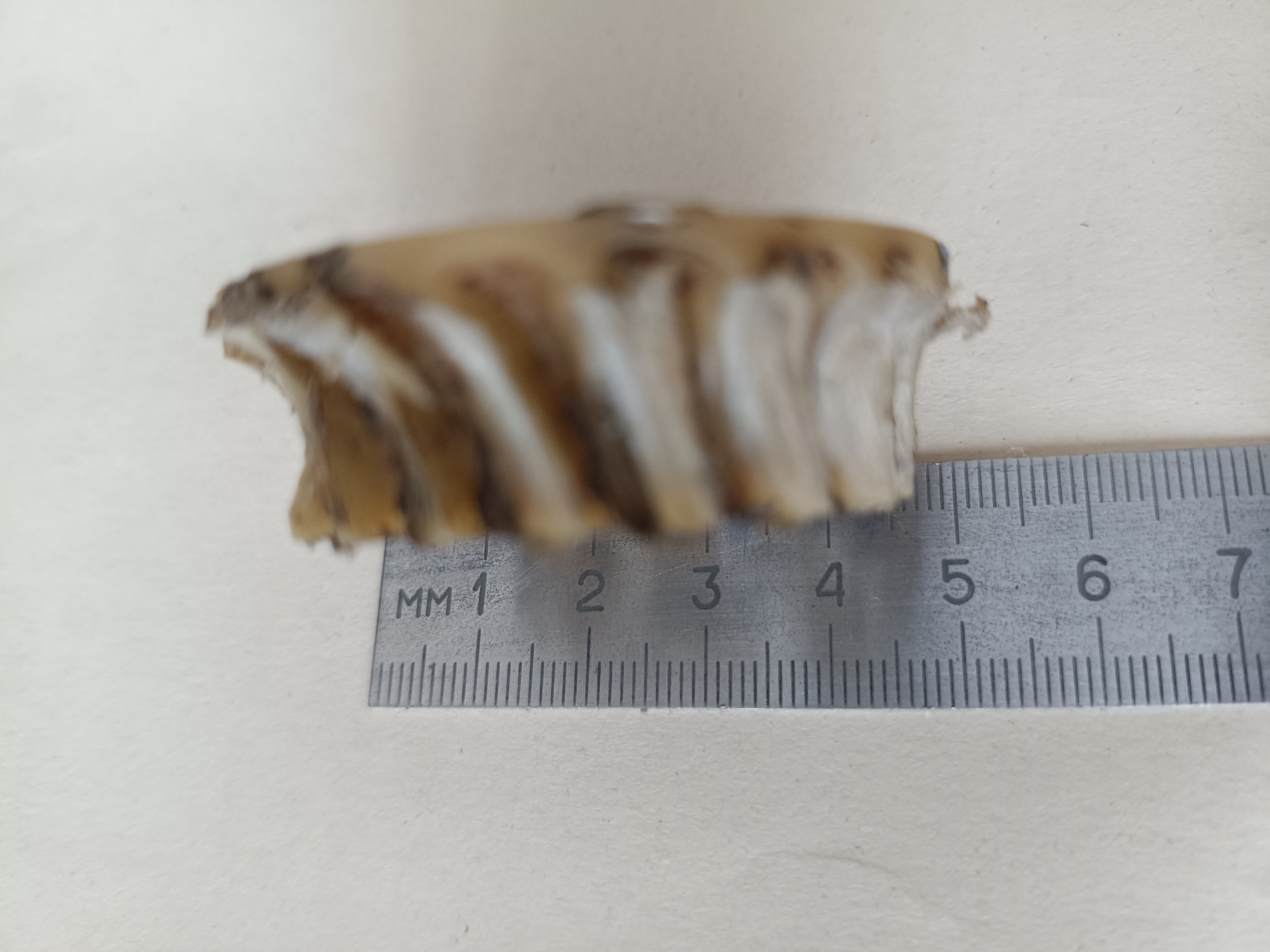 Шестерня для редуктора привода вращения колес газонокосилки Интерскол ГКБ-44/150С