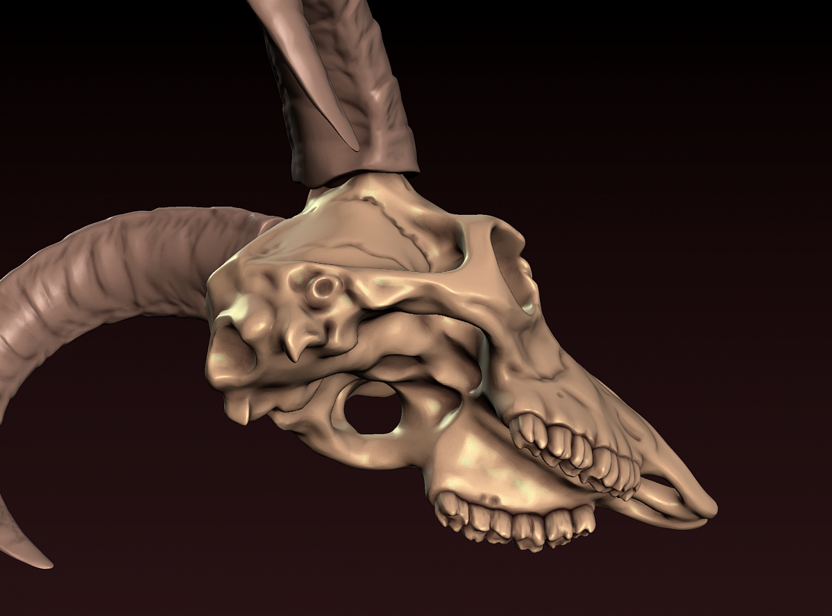 Череп козла