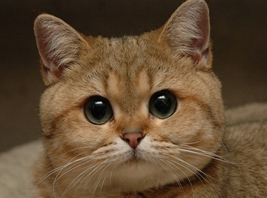 Ищу сообщника в Самаре 