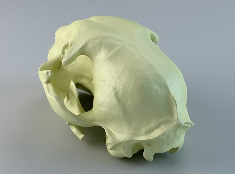 Череп кошки