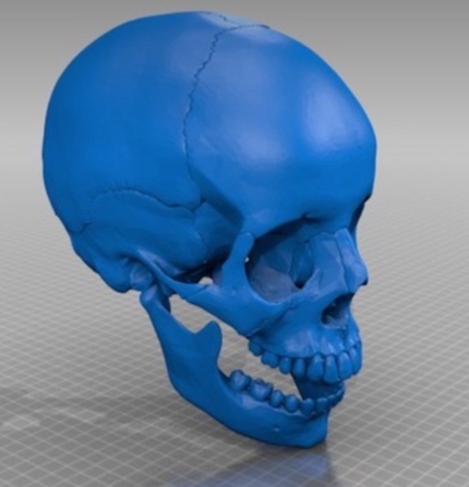 Требуется печать черепа в натуральную величину