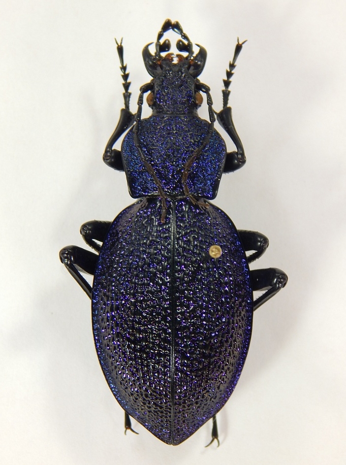 Нужно сделать модель жука