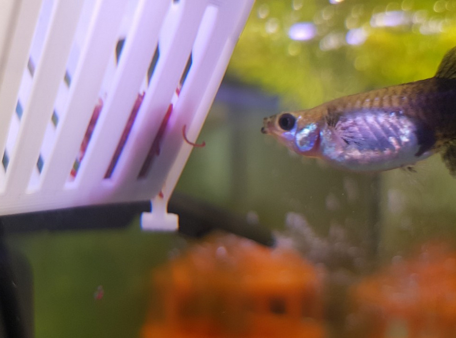 Akvaryum balık yemliği (kan kurdu için) (Plastik Aparattır!!!)