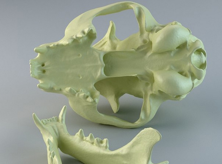 Череп кошки