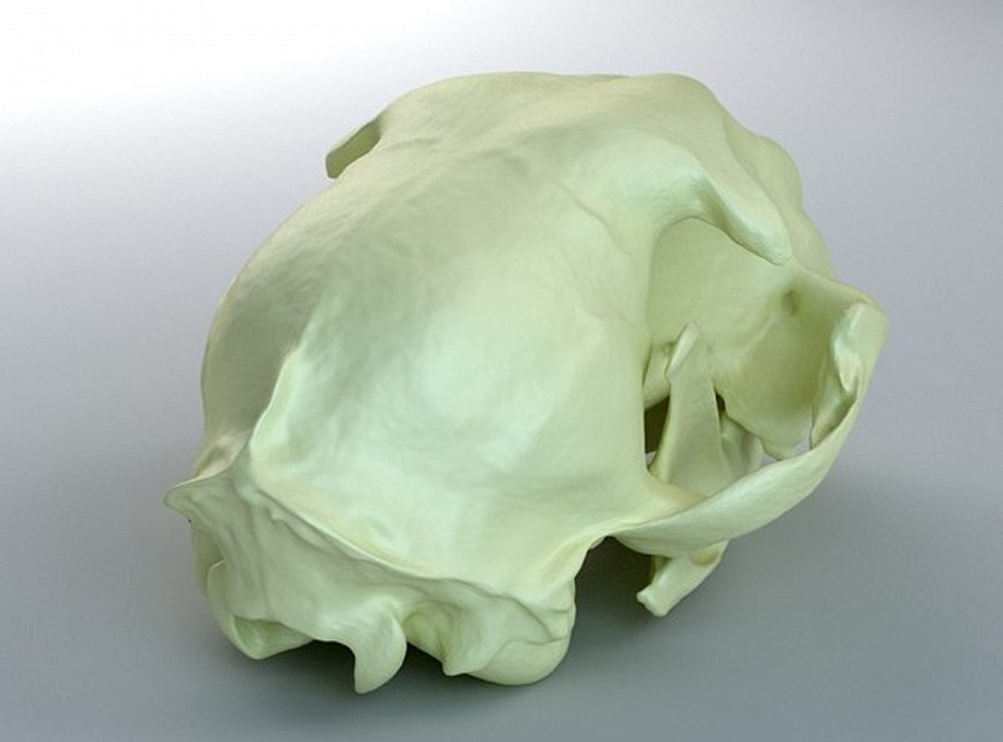 Череп кошки