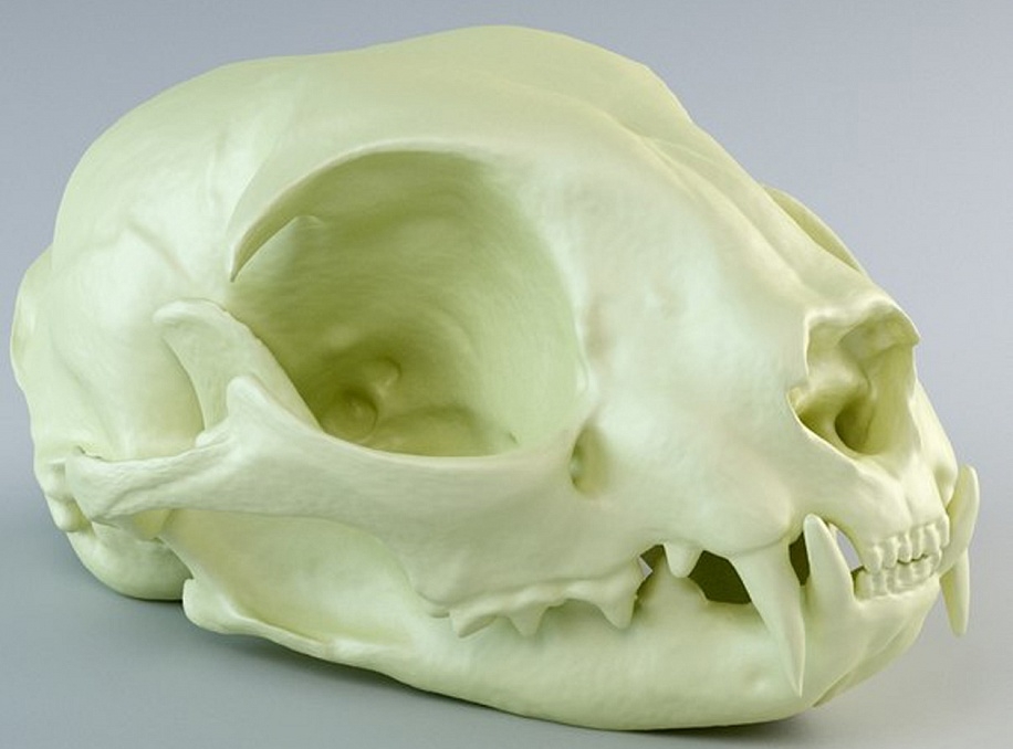 Череп кошки