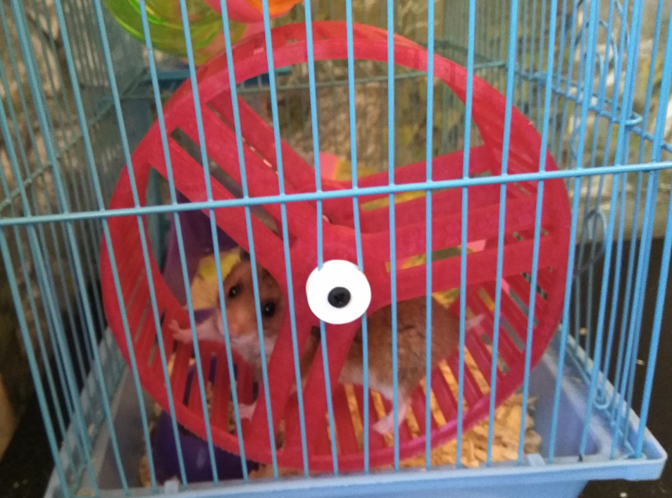 Kafes duvarına bağlanan rulmanlar üzerinde hamster tekerleği (Plastik Aparattır!!!)