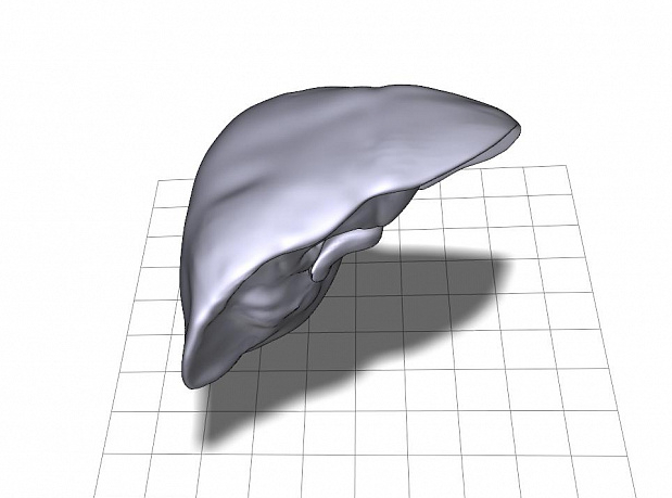 karaciğerin anatomik modeli (Plastik Aparattır!!!) karaciğerin anatomik modeli (Plastik Aparattır!!!)