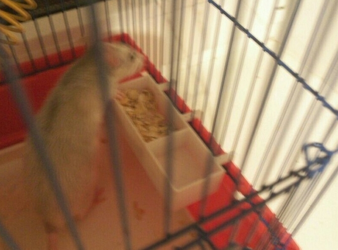 Kafesteki besleyici (Plastik Aparattır!!!)