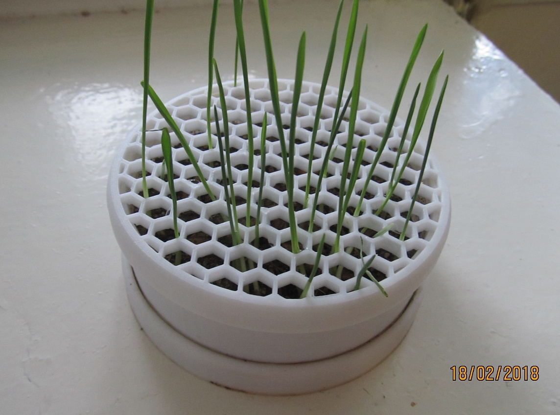 kedi için çim saksısı (Plastik Aparattır!!!) kedi için çim saksısı (Plastik Aparattır!!!)