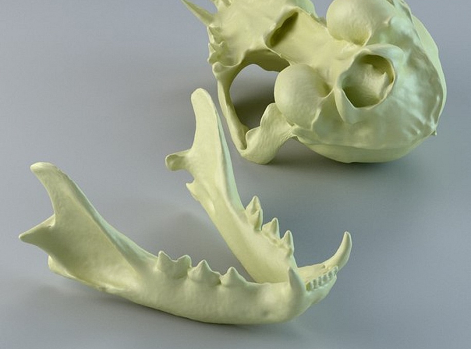 Череп кошки