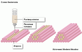 Технология печати мяса и кожи на 3D-принтере