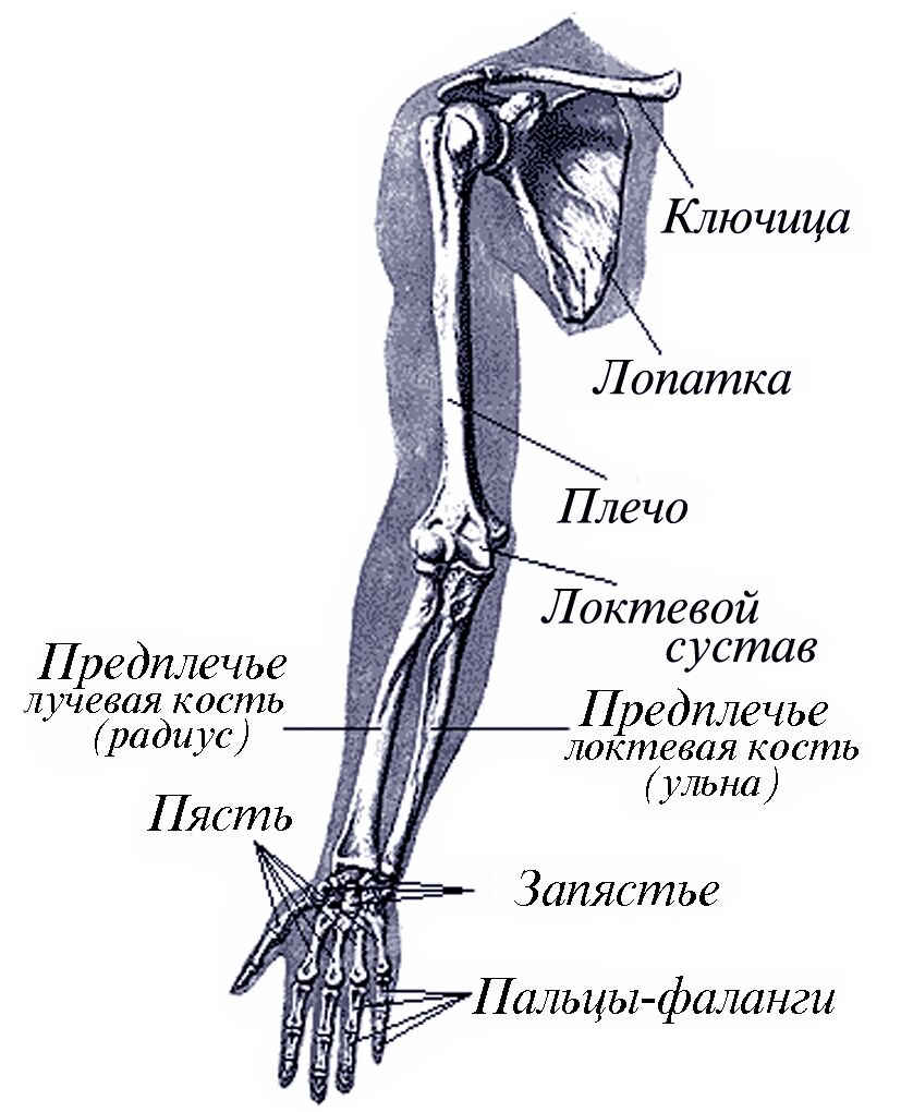 Руки человека рассказ. Анатомическое строение руки человека. Строение руки человека кости. Строение руки человека с названиями плечо предплечье. Строение левой руки.