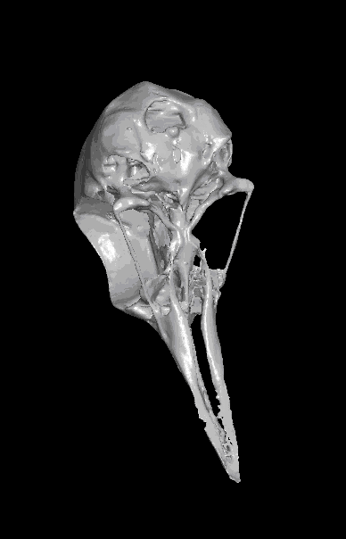 3D-модель черепа после сканирования