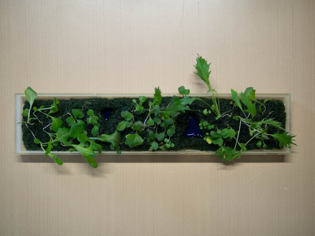 Растения в напечатанном Такеучи ящике из бечевки
