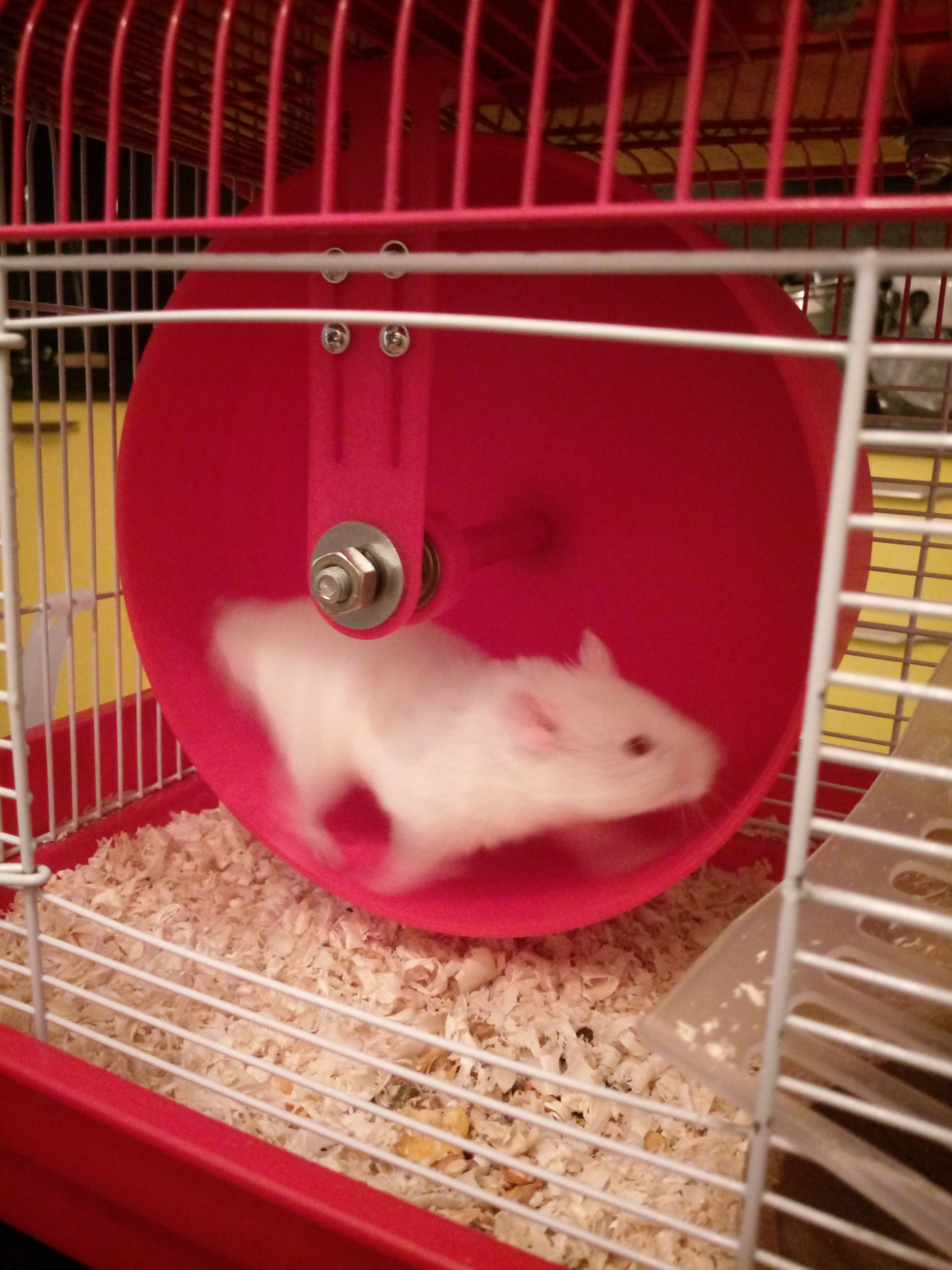 Hamster tekerleği 200mm (Plastik Aparattır!!!)