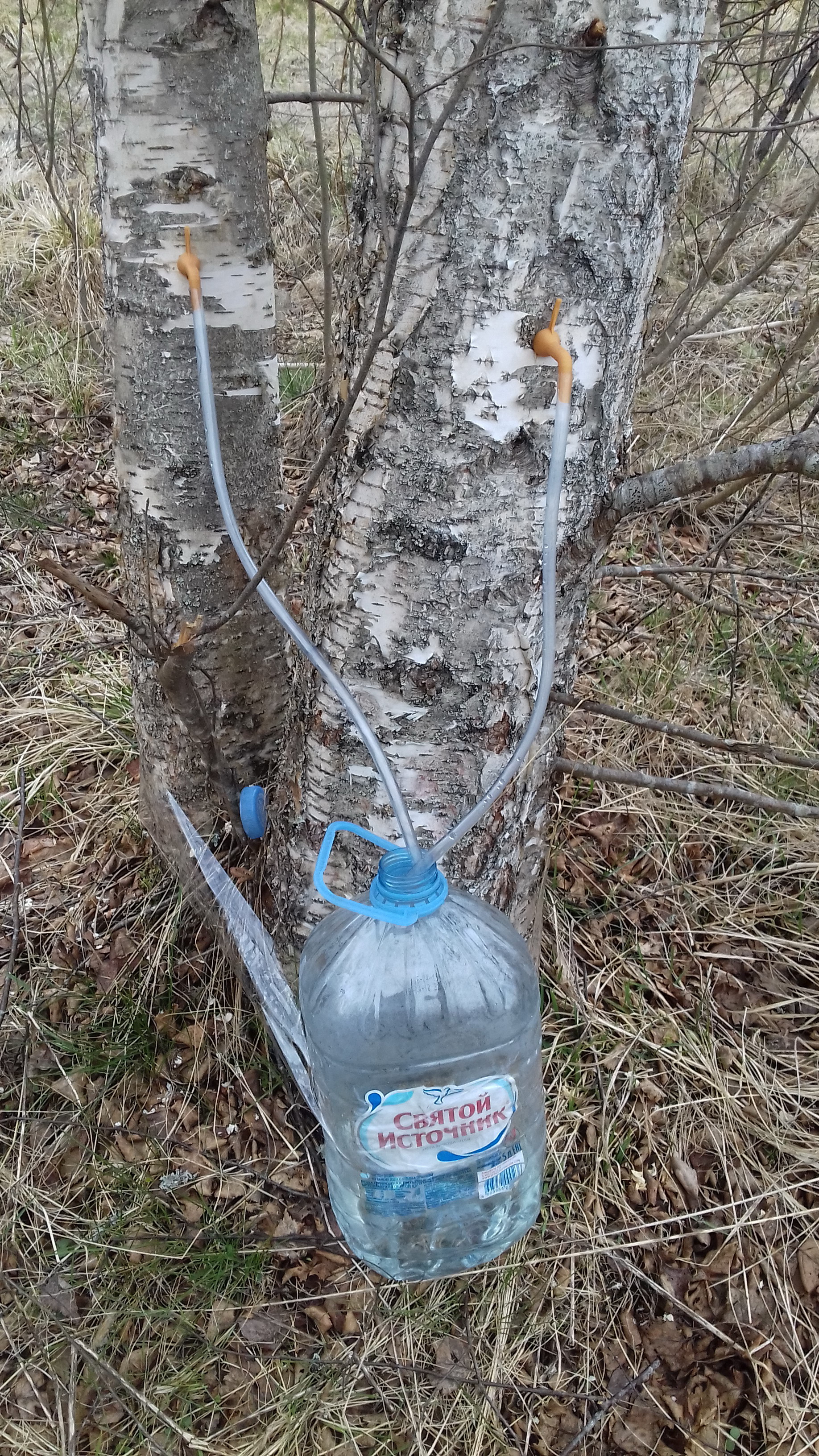 Huş ağacından kavanoza adaptör (Plastik Aparattır!!!)