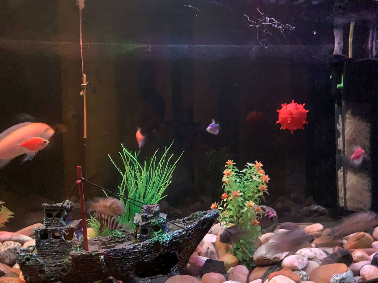 Akvaryum için deniz madeni ... (Plastik Aparattır!!!)