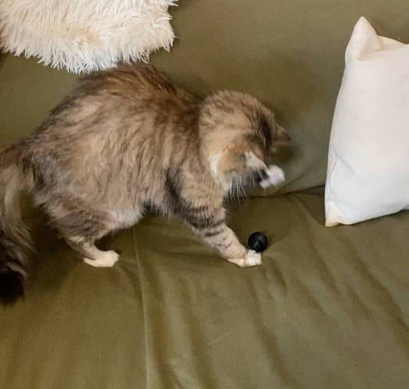 Bir kedi için bir oyuncak (Plastik Aparattır!!!)