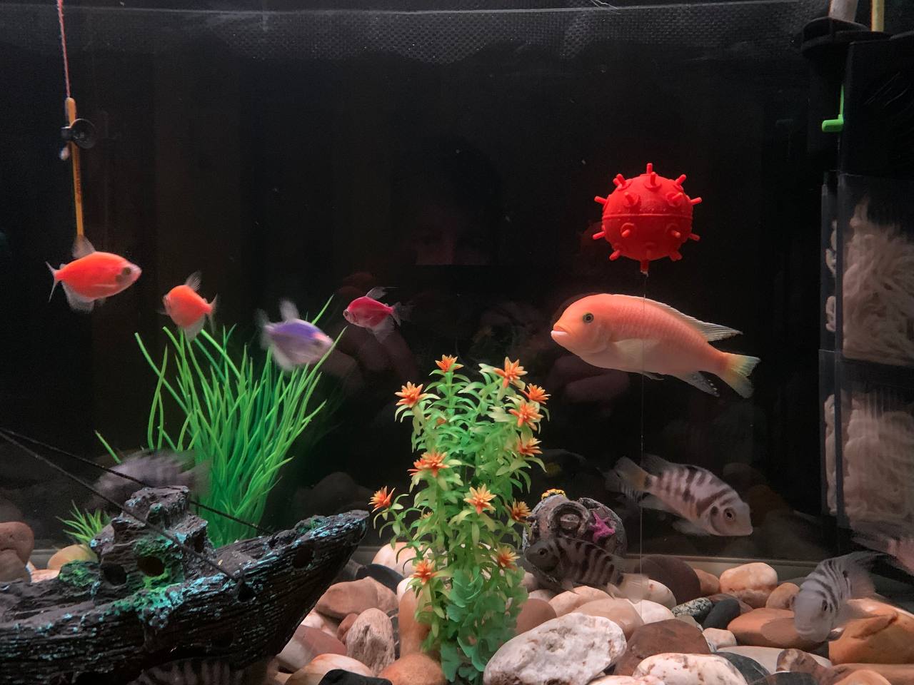 Akvaryum için deniz madeni ... (Plastik Aparattır!!!)