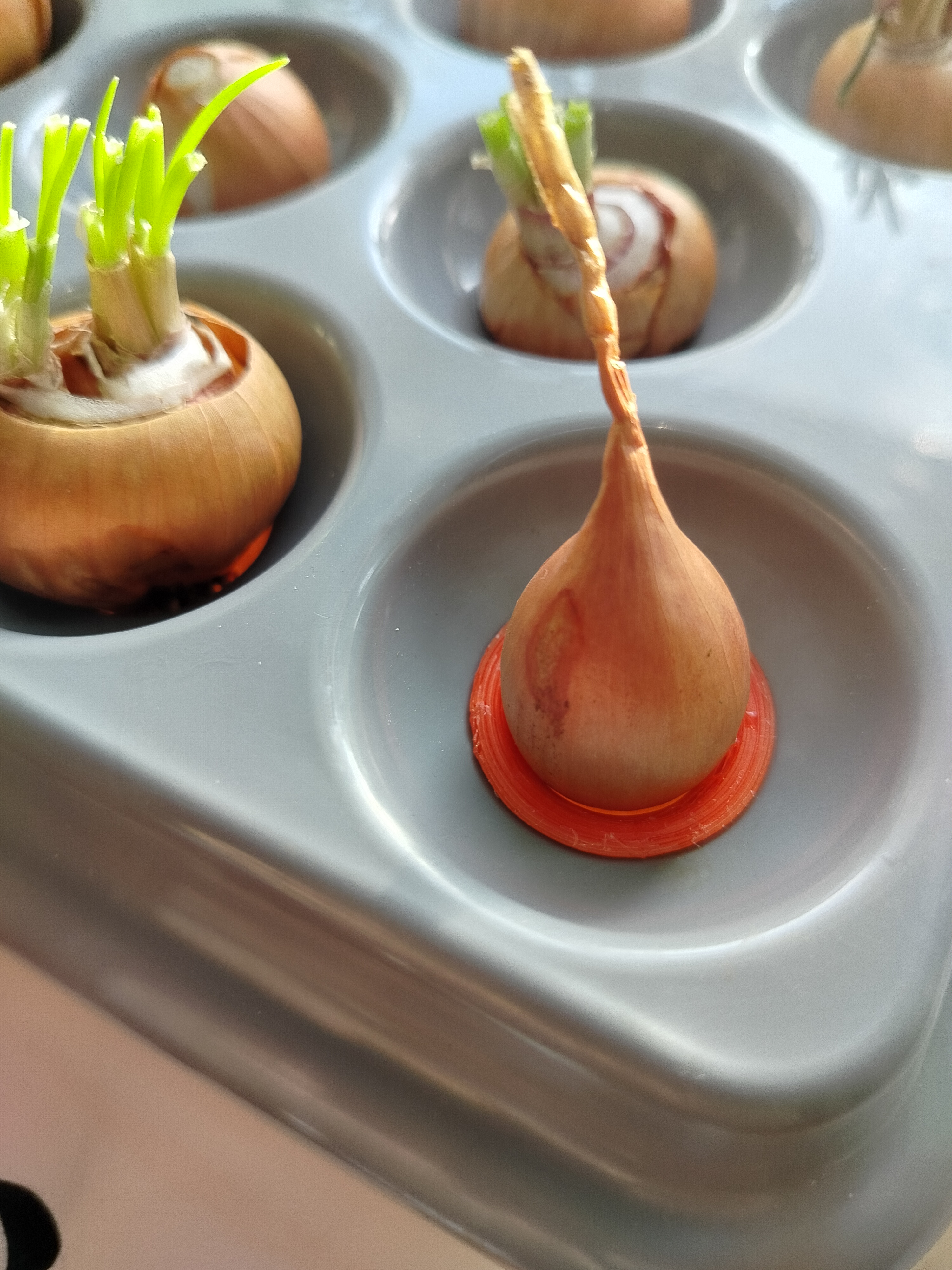 Hidroponik mucize yatak için ekler Sağlık Hazinesi (Plastik Aparattır!!!)