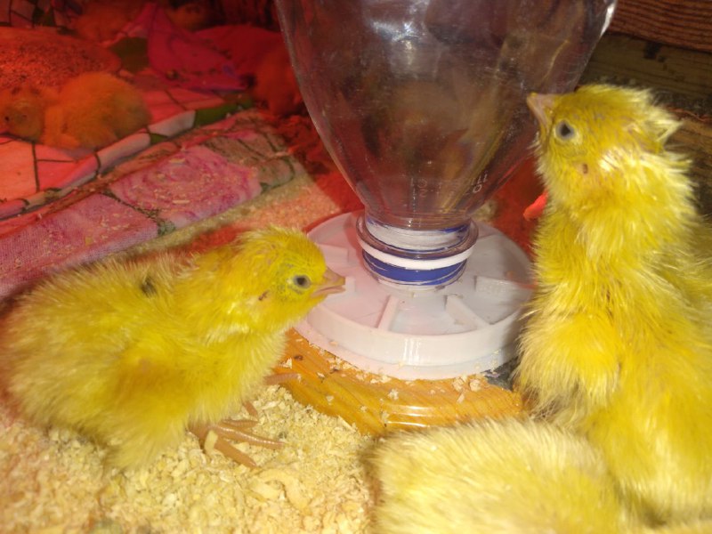 Günlük kapılar için iç (Plastik Aparattır!!!)