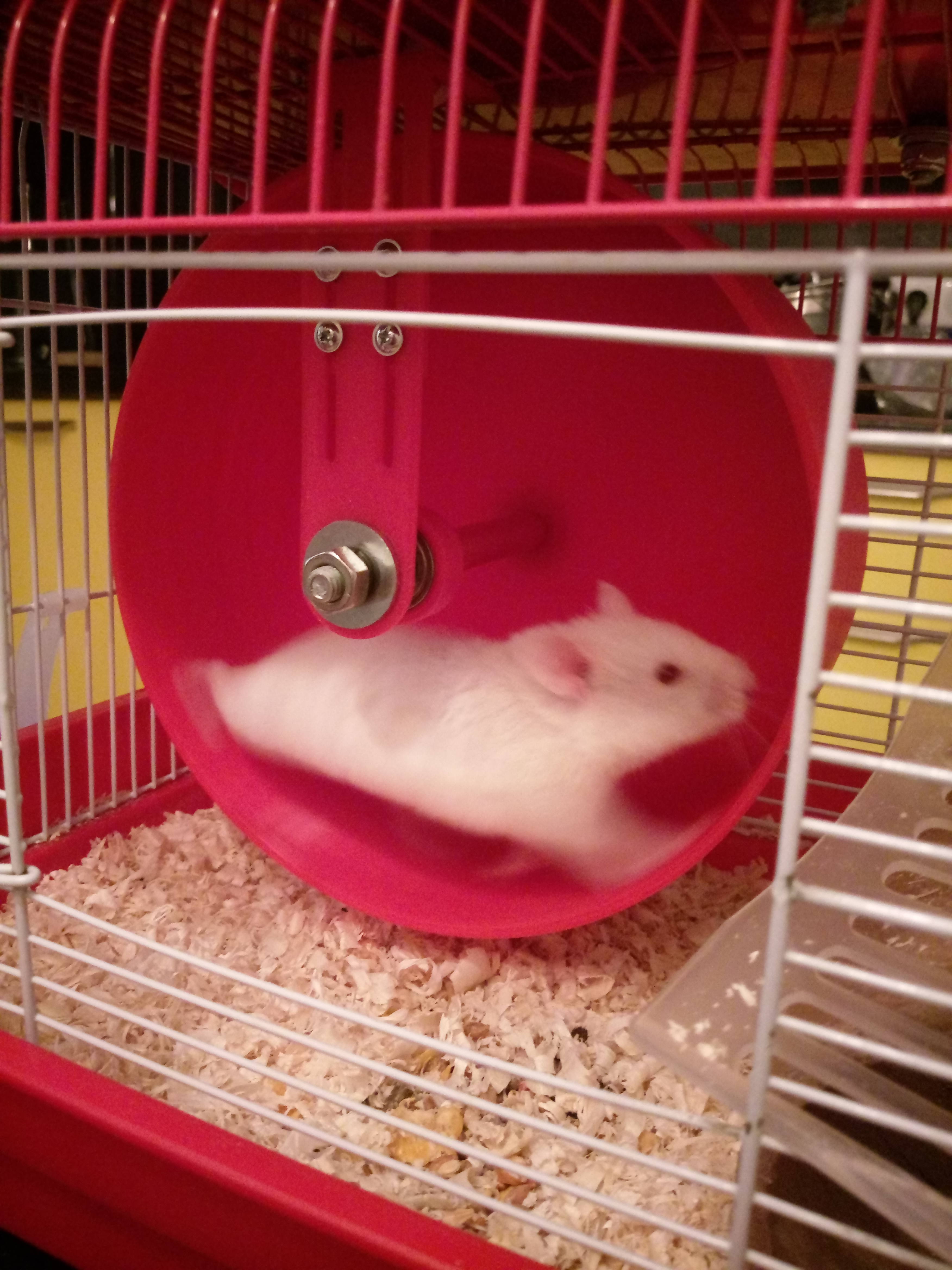 Hamster tekerleği 200mm (Plastik Aparattır!!!)