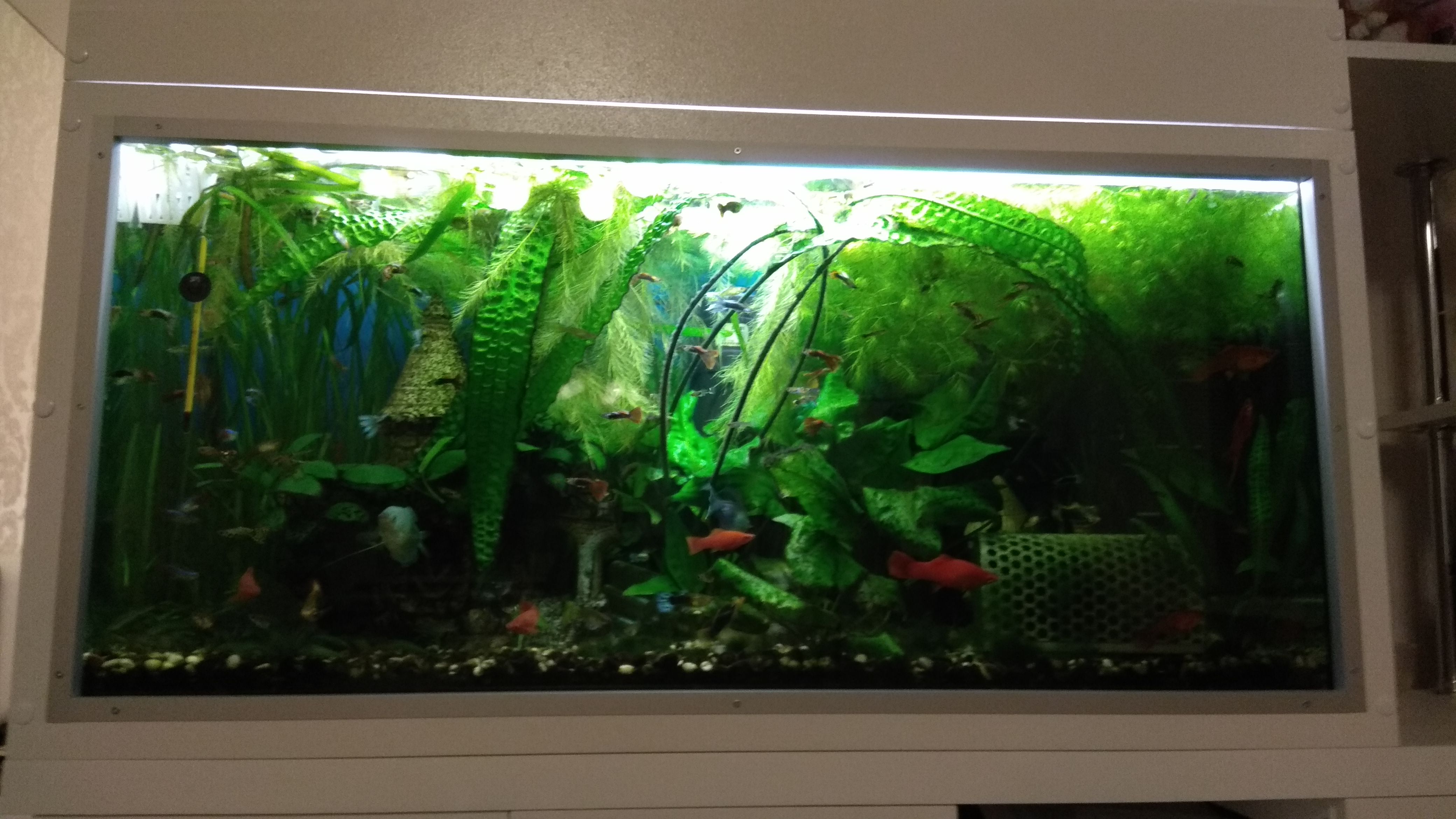 Rachatnik / Tırman Mossa (Plastik Aparattır!!!)