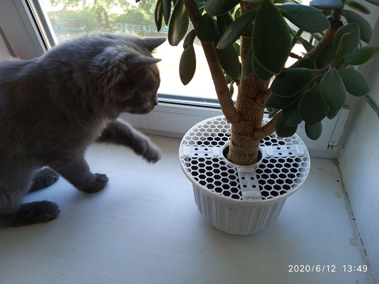 Arkeolog ruhtaysa bir kediden bitki koruması. (Plastik Aparattır!!!)