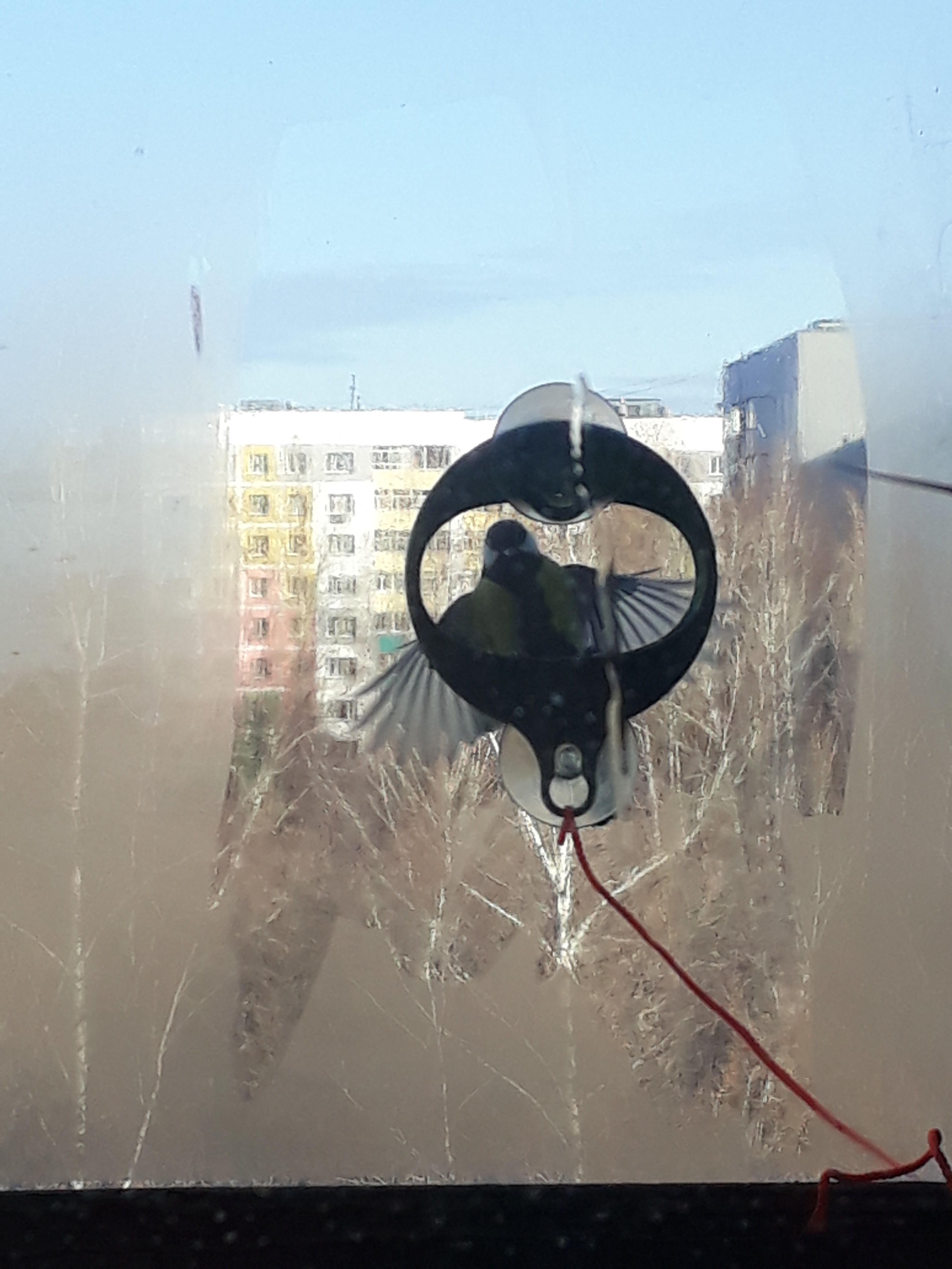 Vantuzlu kuş besleyici (Plastik Aparattır!!!)