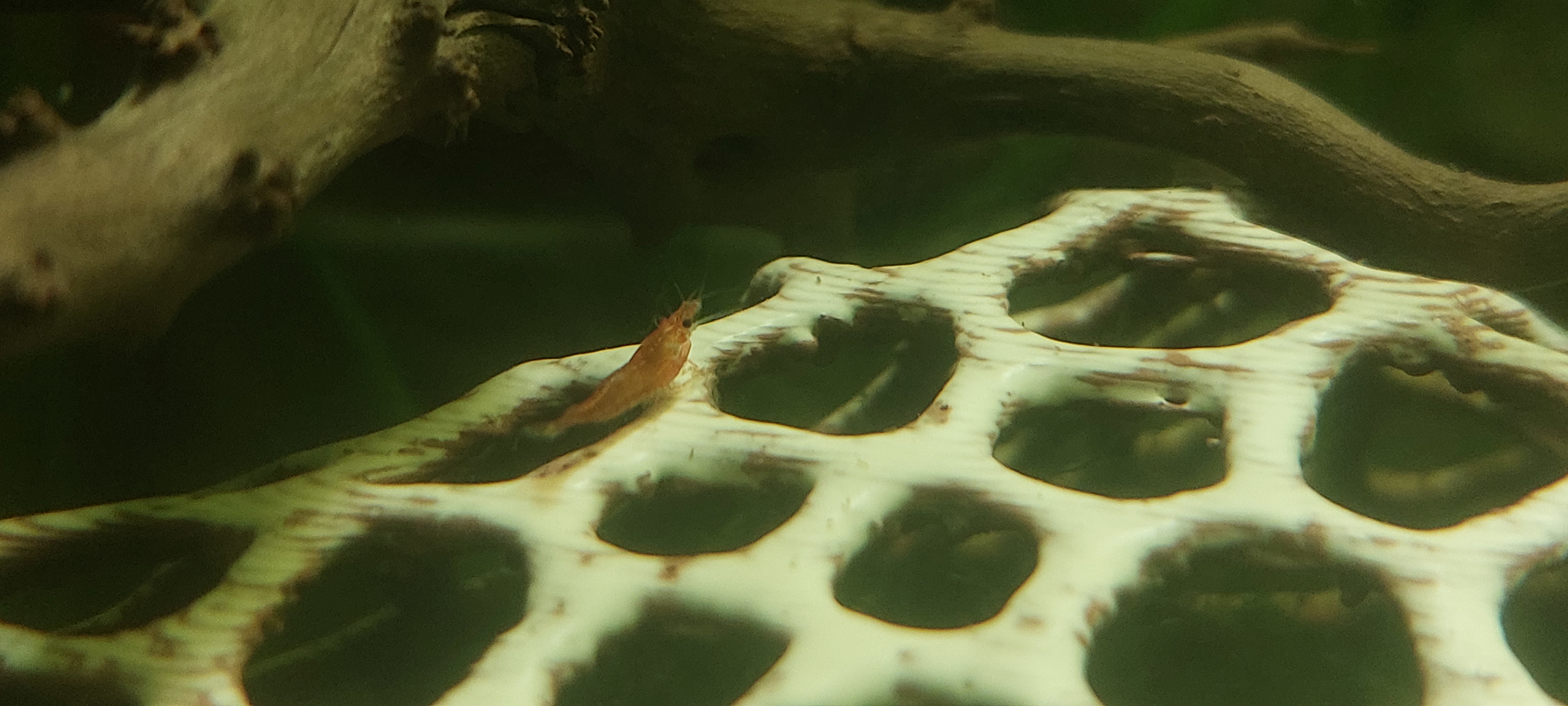 Aqua Filtre Homefish AP -000 (Plastik Aparattır!!!)