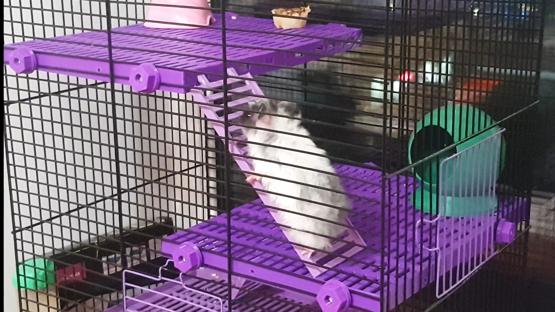Bir kafeste raflar (bir hamster için) (Plastik Aparattır!!!)