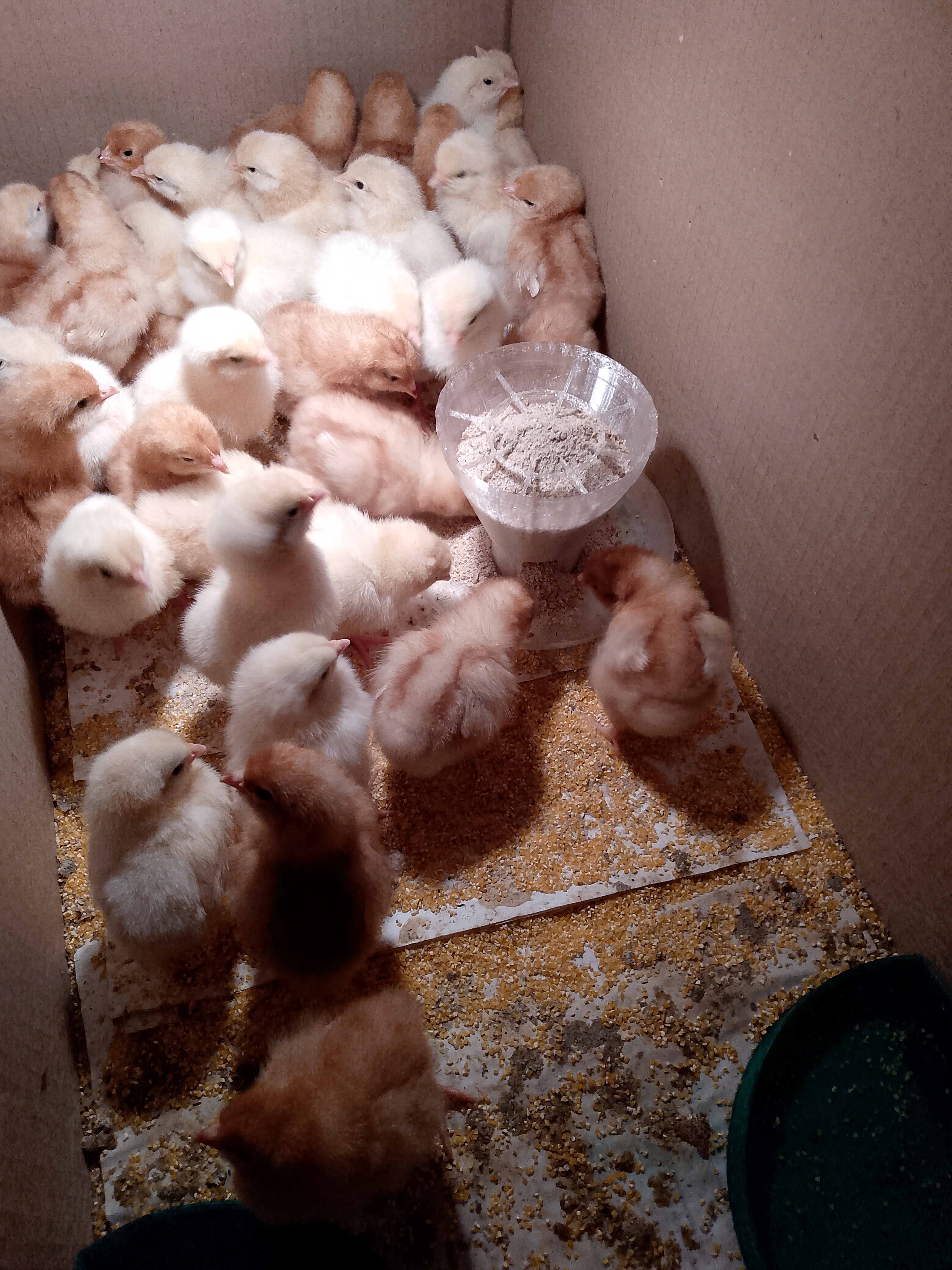 tavuklar için tavuklar (tavuklar !!!) (Plastik Aparattır!!!) tavuklar için tavuklar (tavuklar !!!) (Plastik Aparattır!!!)